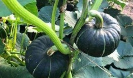 吃瓜千万网红是谁,网络红人的崛起与影响力